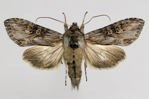 Cucullia gnaphalii